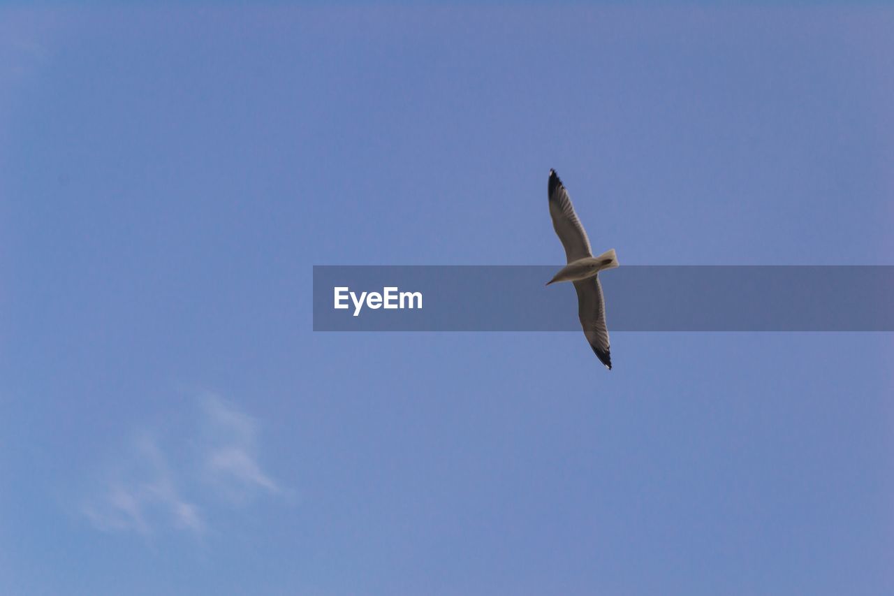 LOW ANGLE VIEW OF SEAGULLS FLYING IN SKY