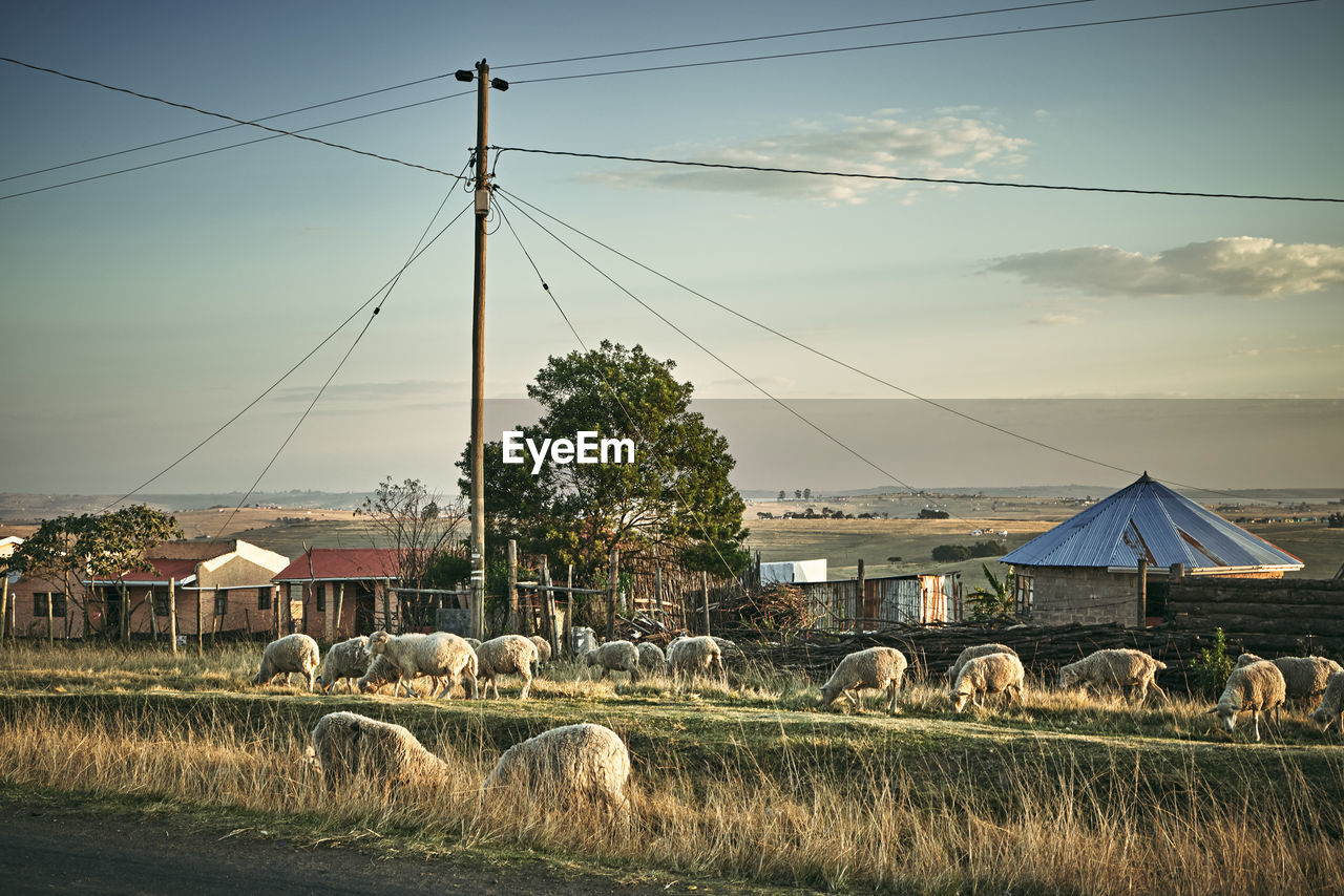 Sheep roaming the streets of a xhosa village in the transkei freely.