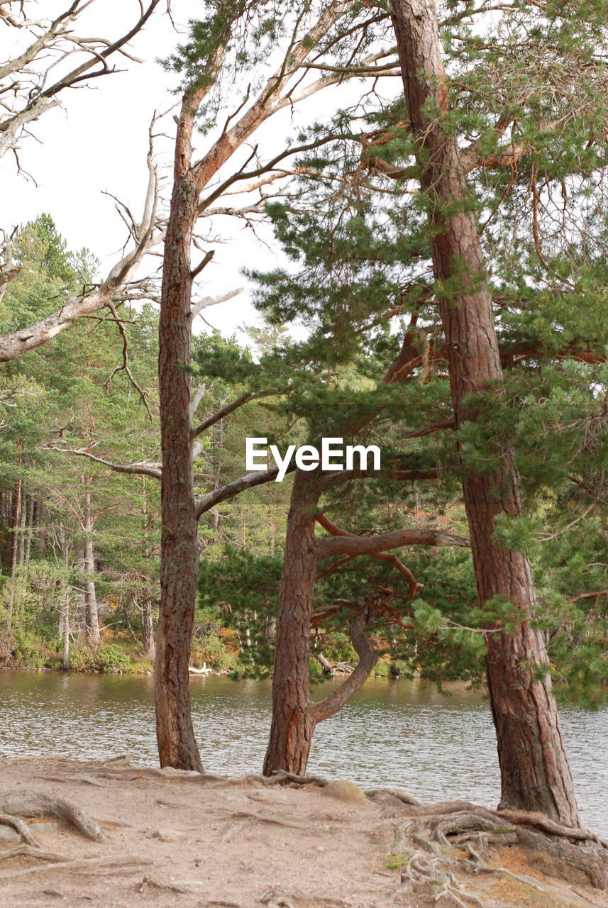 VIEW OF TREES IN FOREST