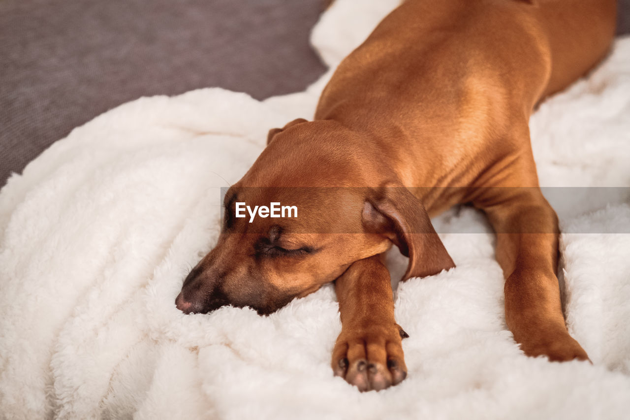 Close-up of a dog resting on bed