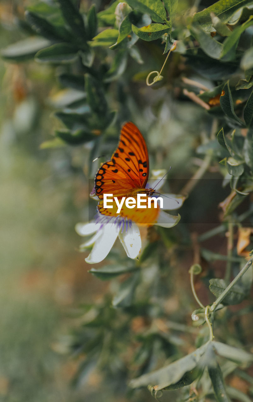 butterfly pollinating on flower