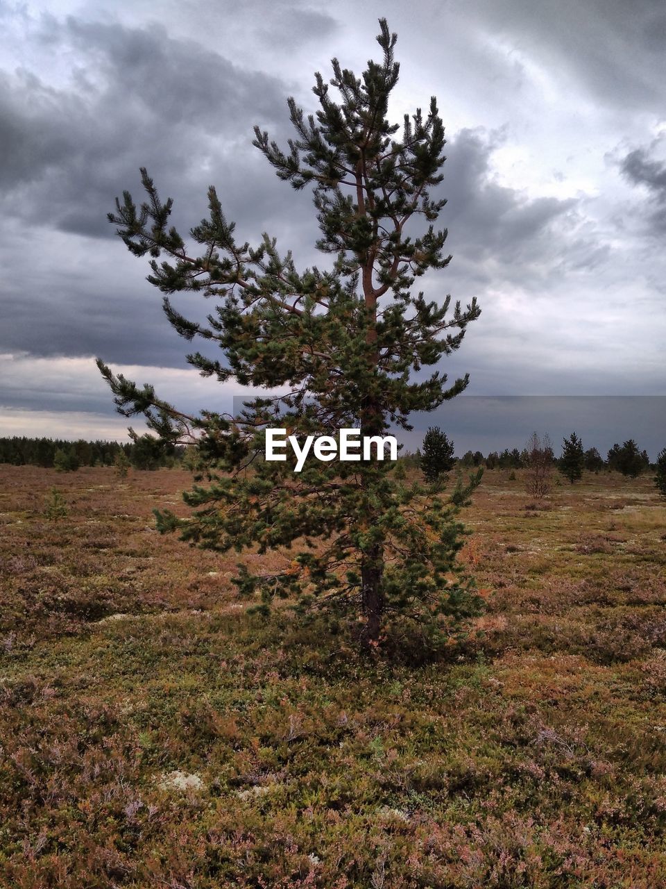 VIEW OF TREES ON FIELD AGAINST SKY