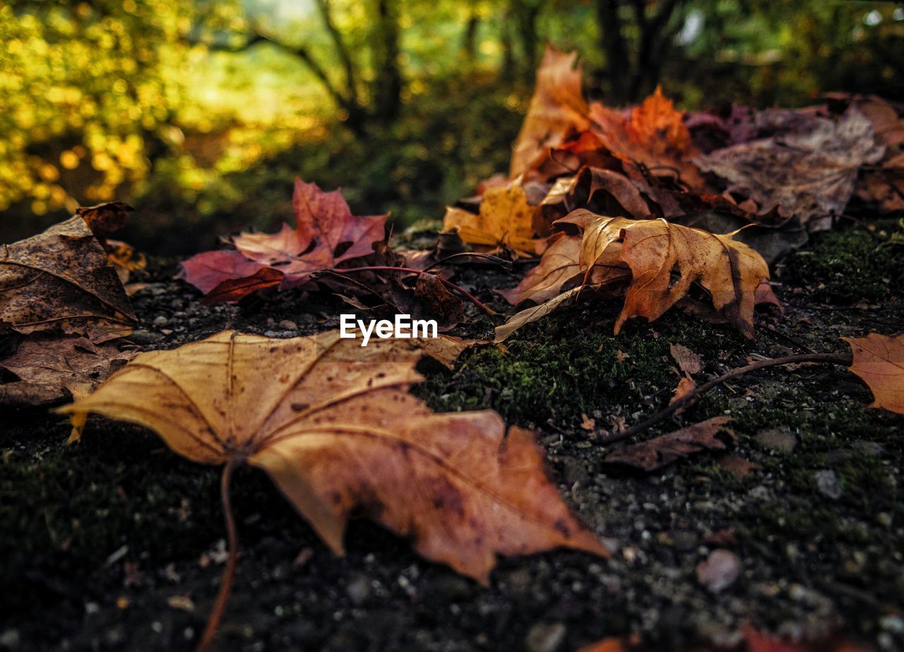 Close-up of dry leaves on field