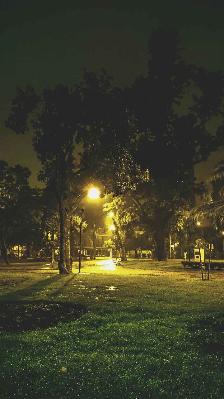 TREES IN PARK AT NIGHT