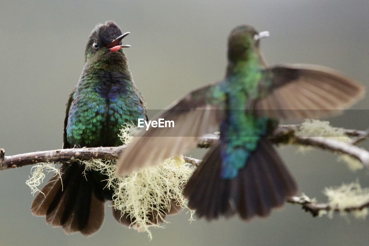 CLOSE-UP OF BIRD PERCHING ON LEAF