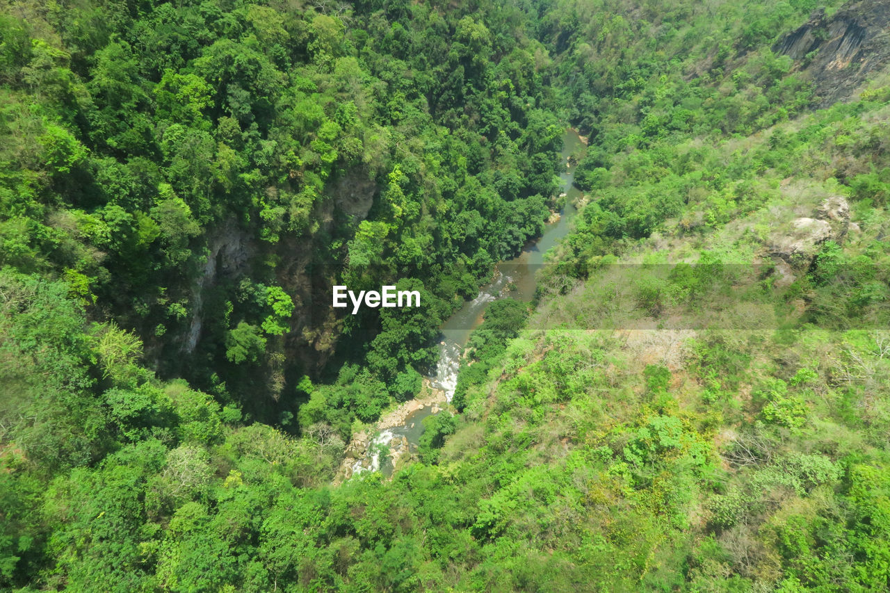 HIGH ANGLE VIEW OF PLANTS GROWING IN FOREST