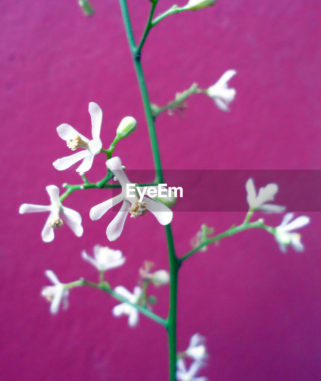 CLOSE-UP OF RED FLOWERS