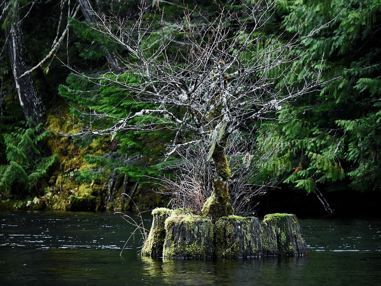 VIEW OF TREES ON RIVERBANK