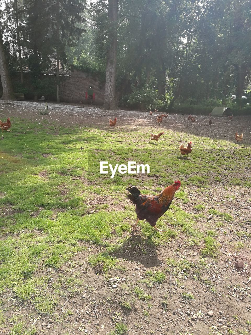 Chicken running on field during sunny day