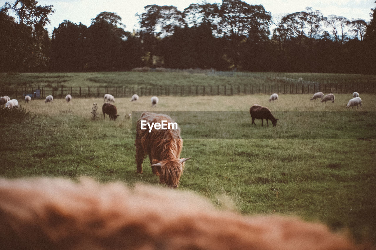 Sheep grazing in field