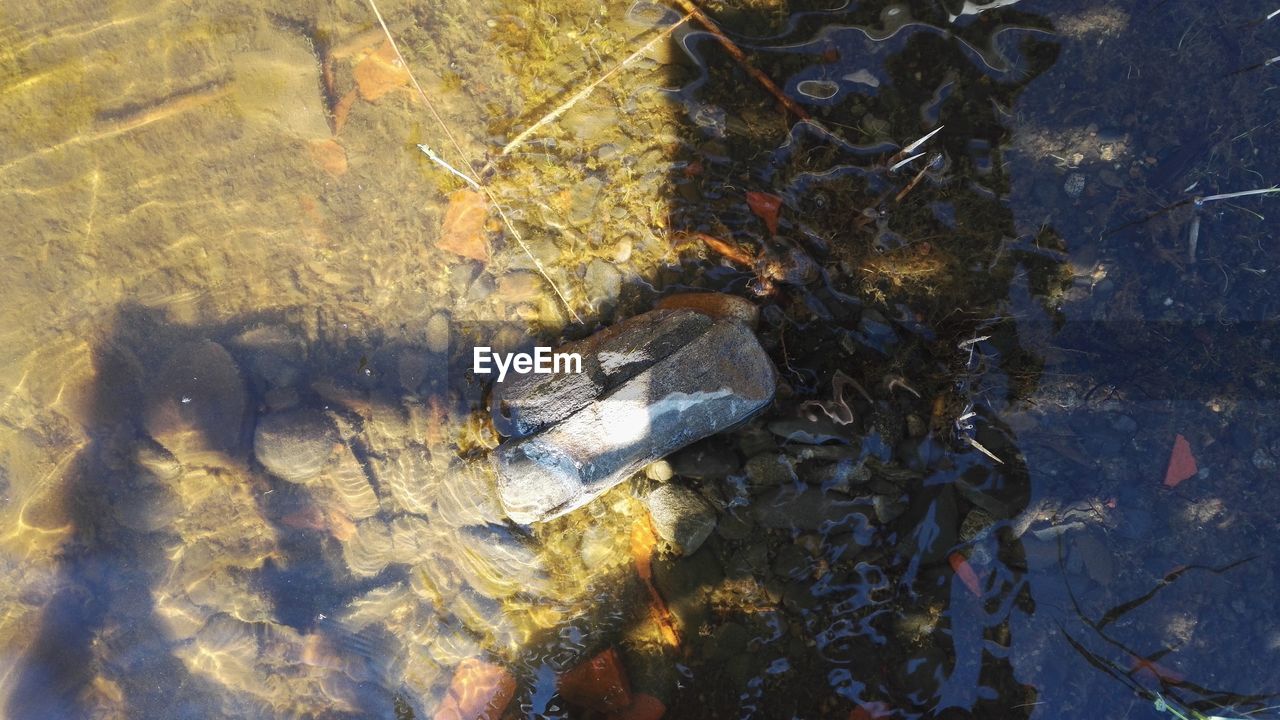 HIGH ANGLE VIEW OF SNAKE IN WATER