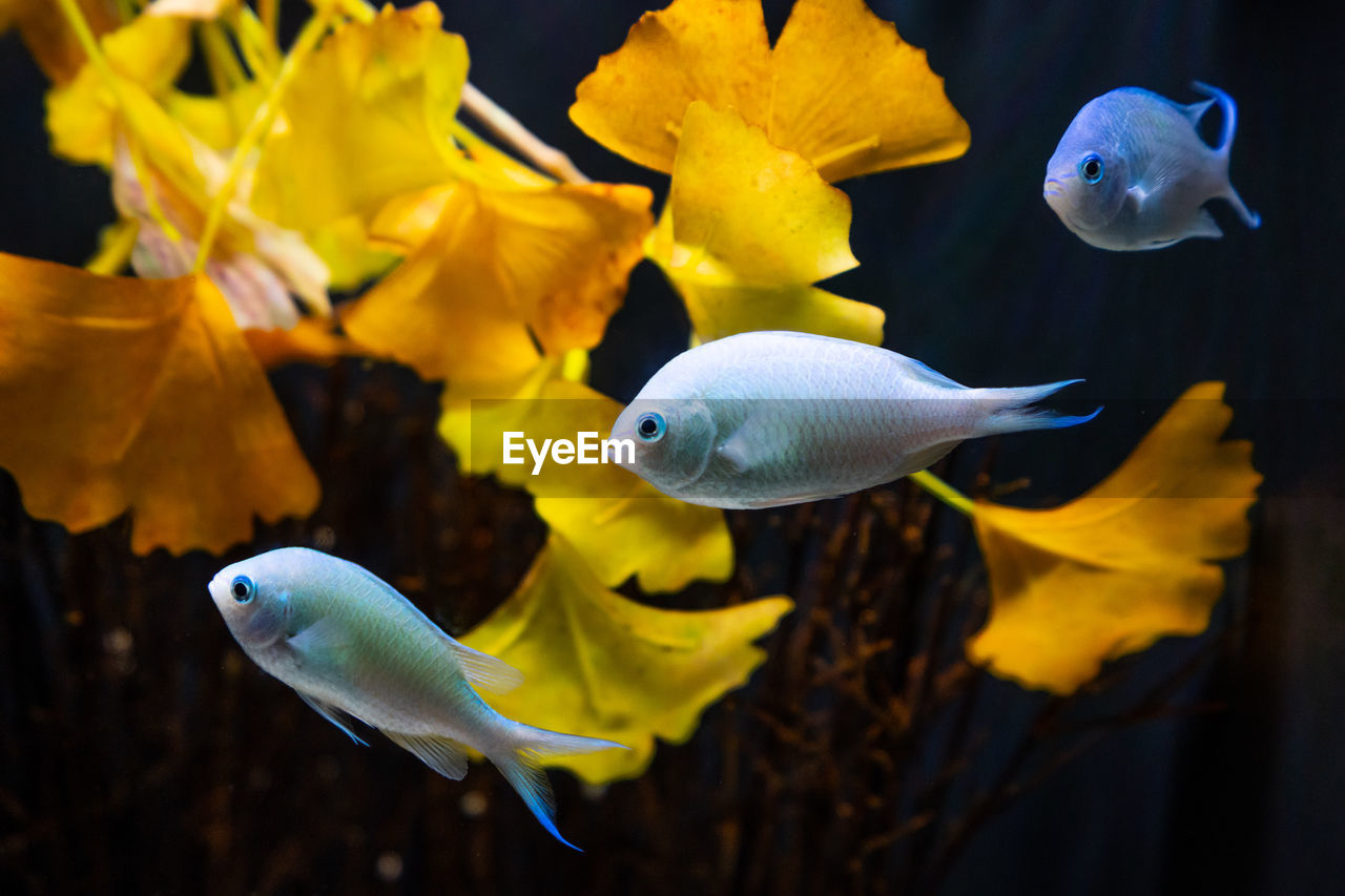 Close-up of fish swimming with ginkgo leaves in background