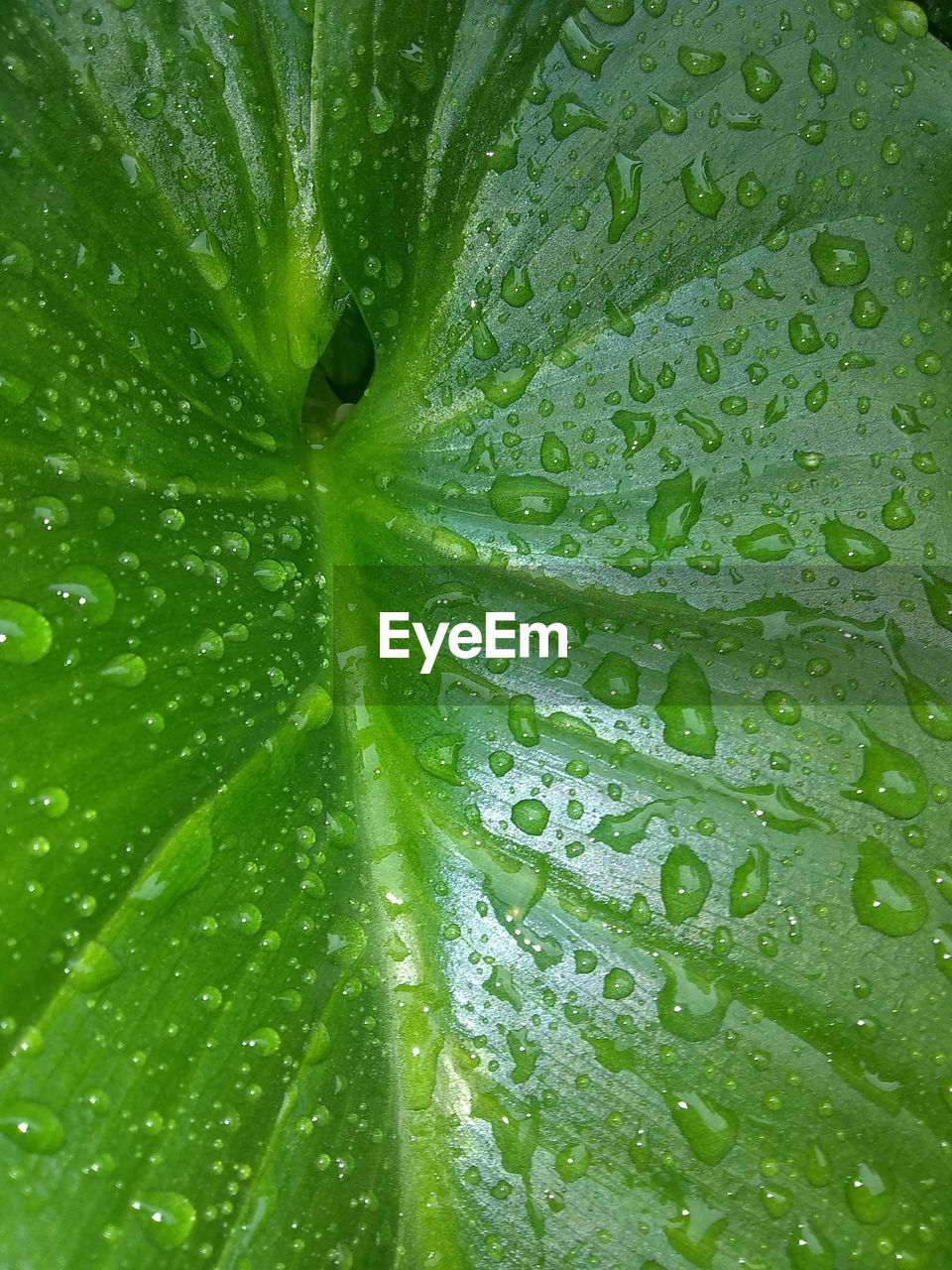 Full frame shot of wet leaves