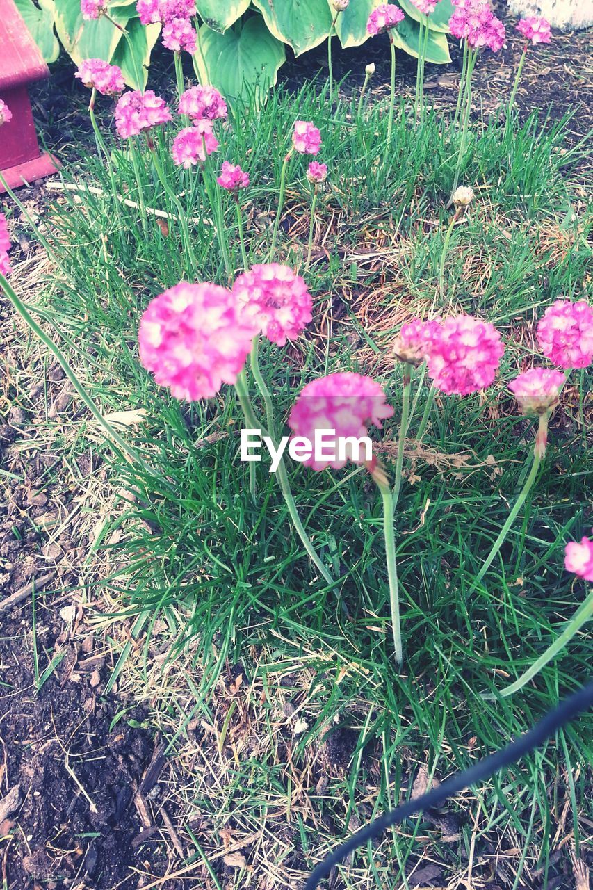 PINK FLOWERS BLOOMING ON FIELD