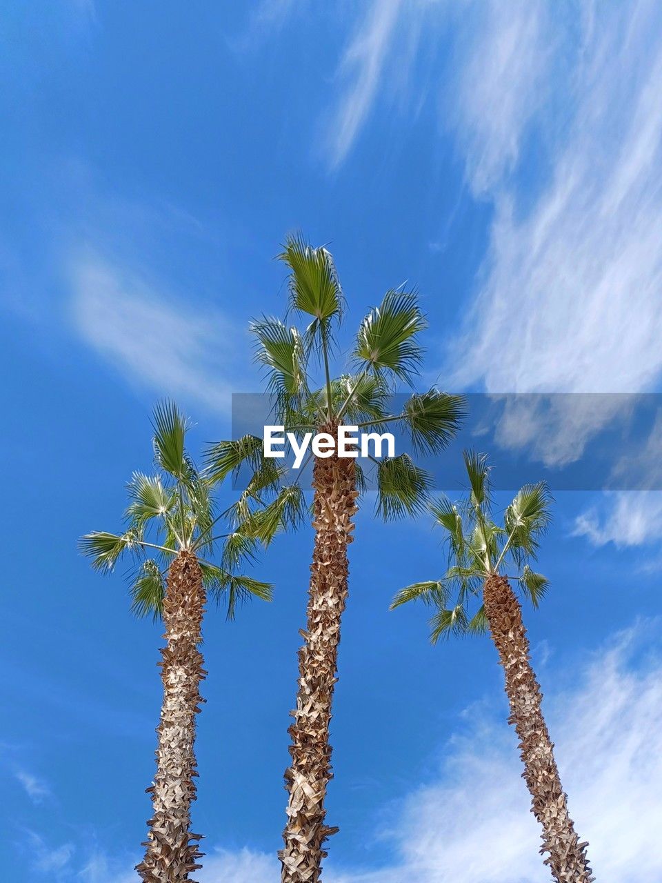 sky, palm tree, tree, plant, tropical climate, cloud, nature, blue, no people, low angle view, flower, beauty in nature, outdoors, environment, tropical tree, growth, coconut palm tree, travel destinations, date palm tree, wind, day, branch, landscape, scenics - nature, travel, leaf, tree trunk, land, tranquility