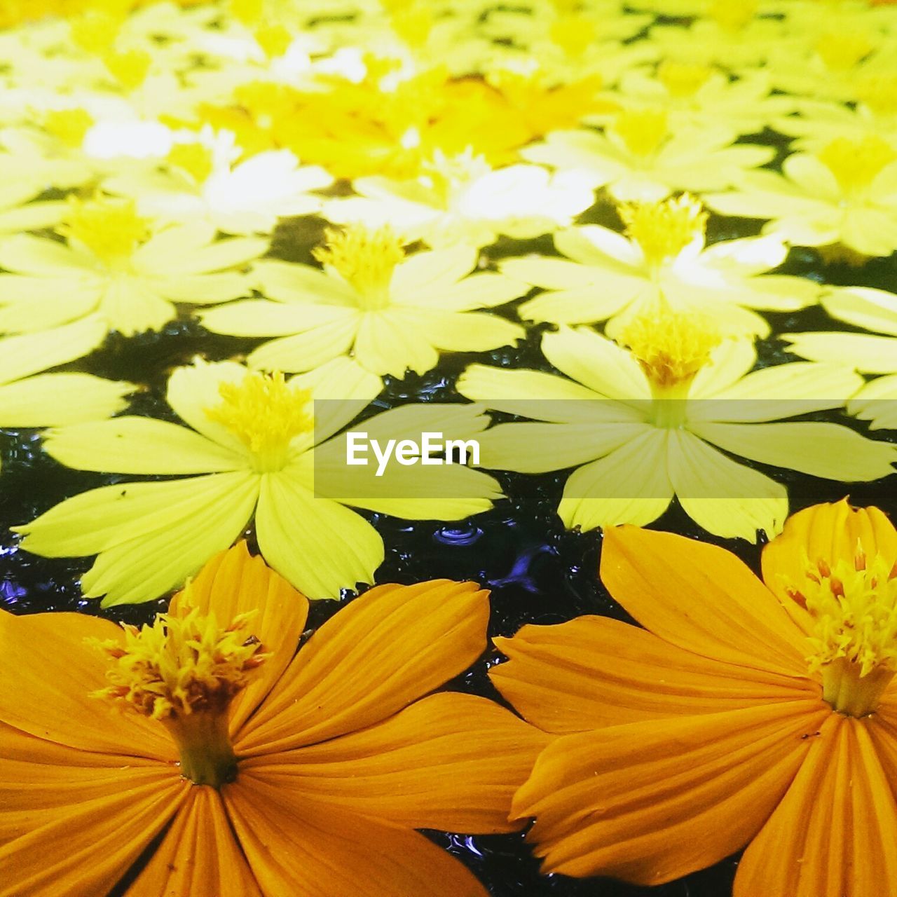 Close-up of cosmos flowers floating on water