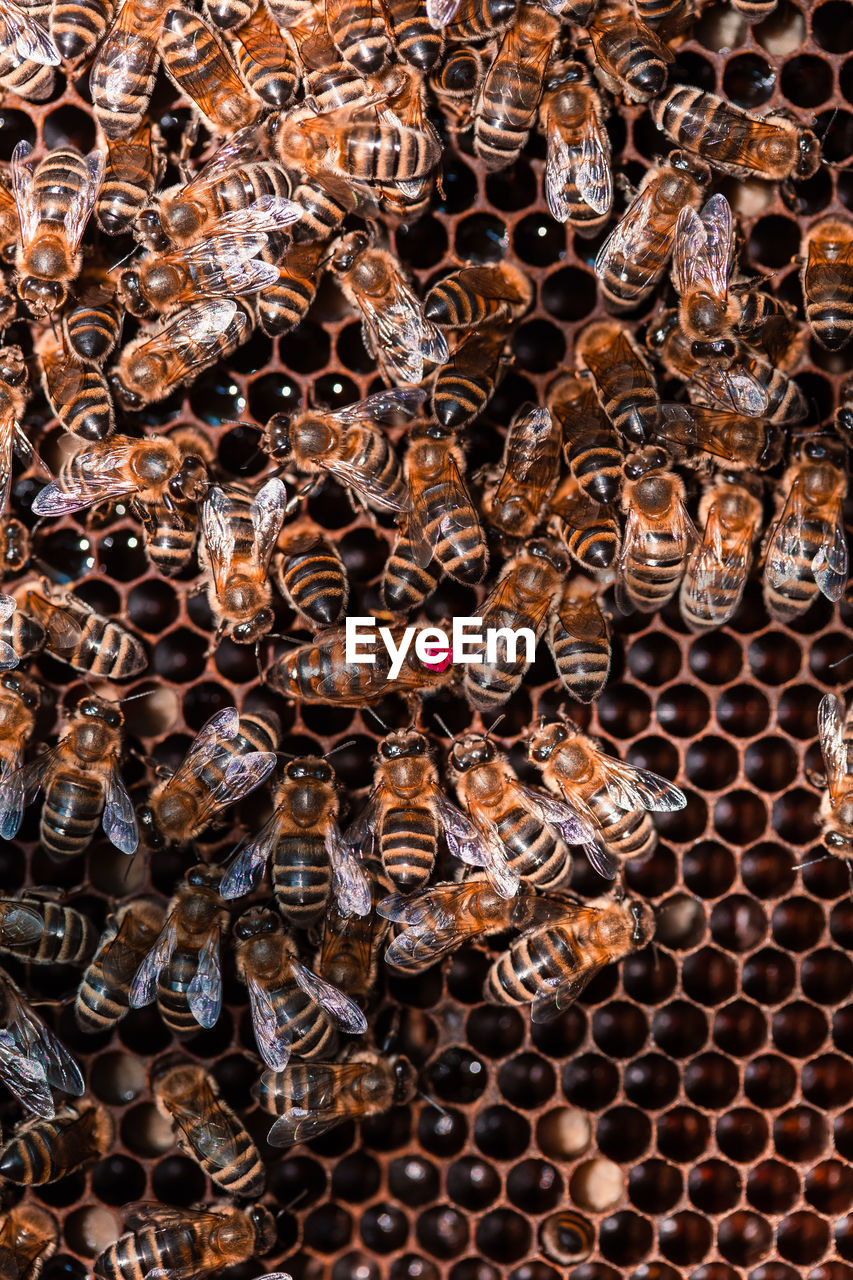 Bee hive sitting on honeycomb