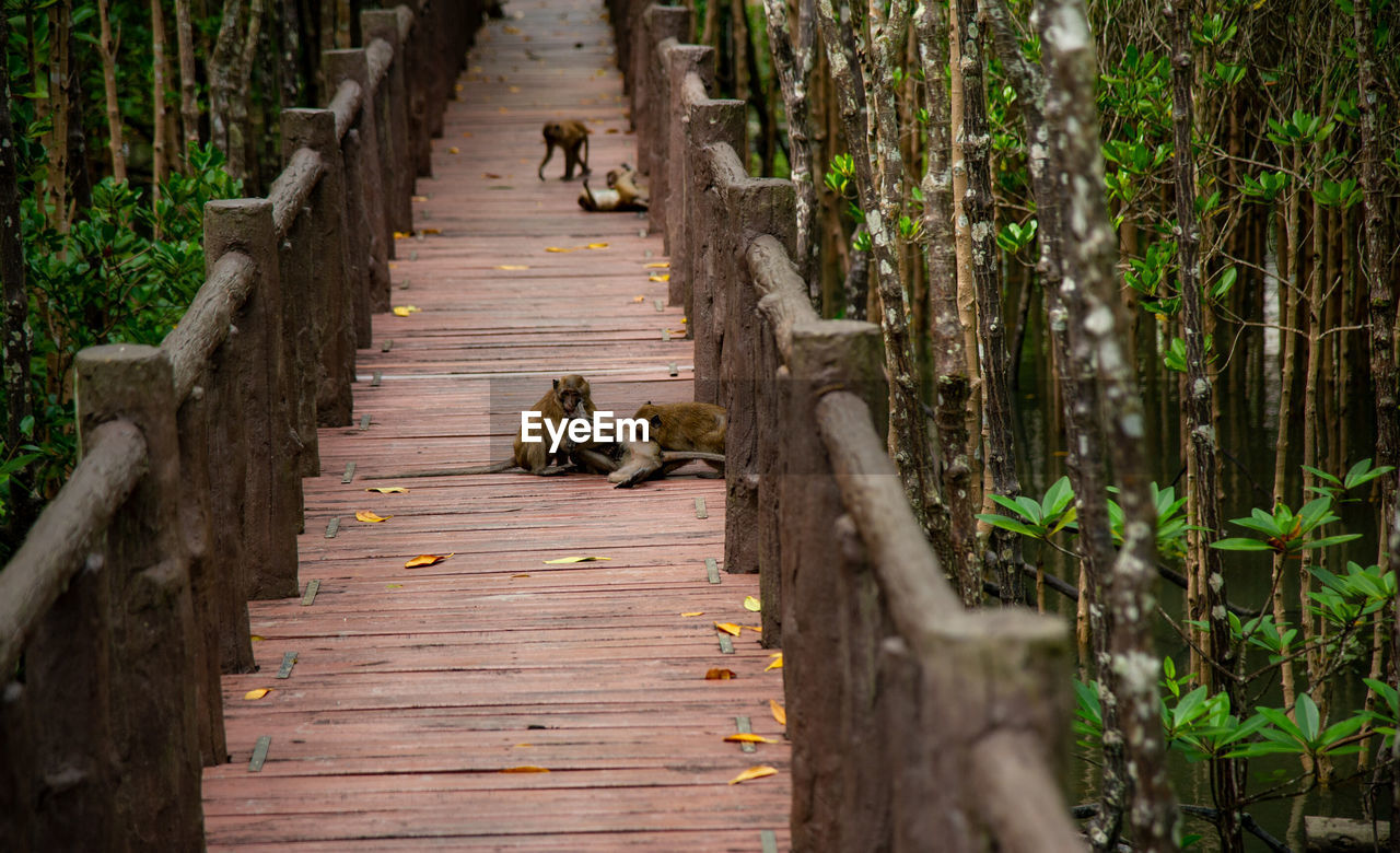 rear view of man walking on boardwalk in forest