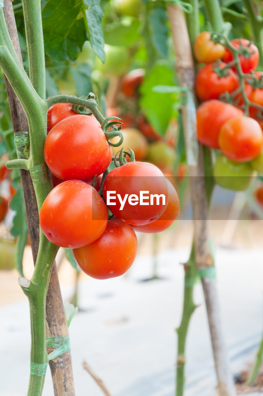 CLOSE-UP OF FRESH TOMATOES IN FARM