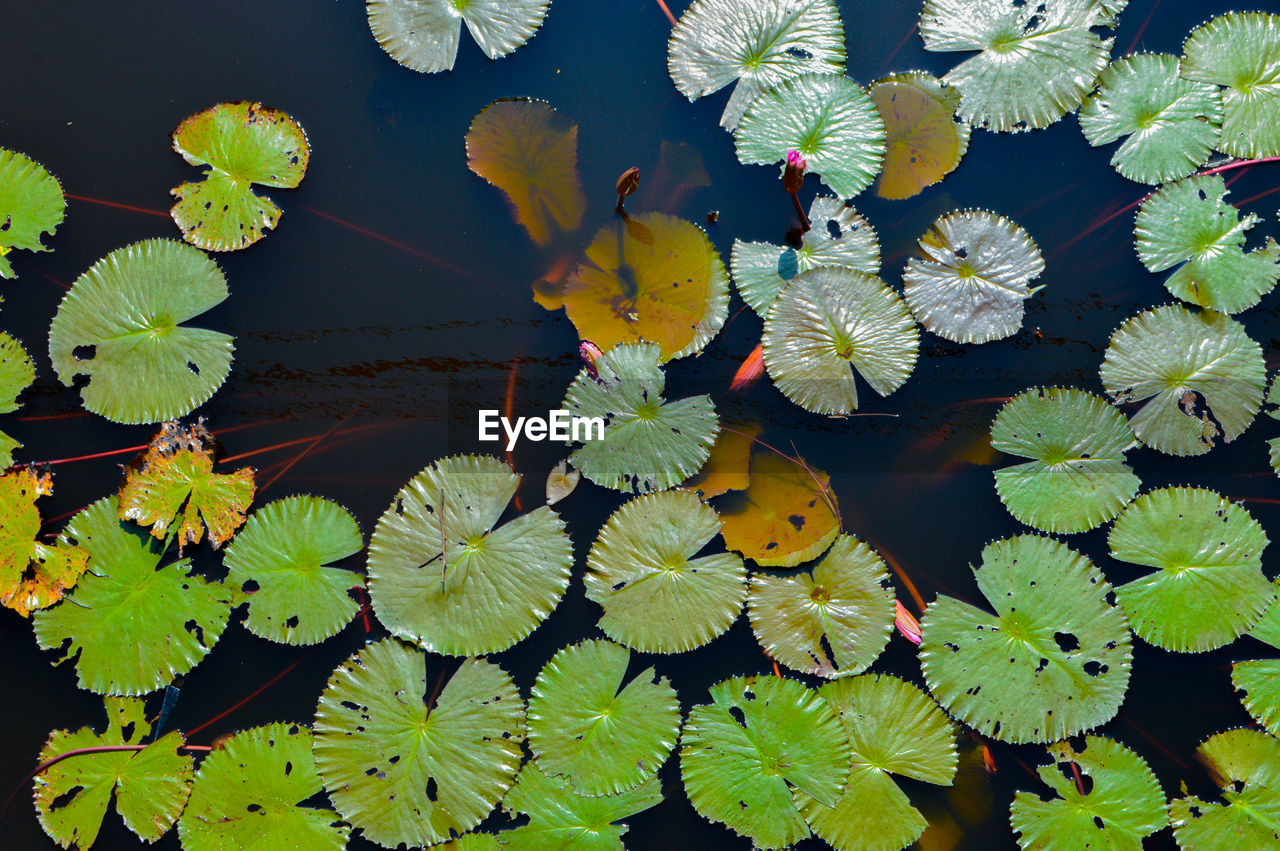 HIGH ANGLE VIEW OF LEAVES FLOATING ON WATER