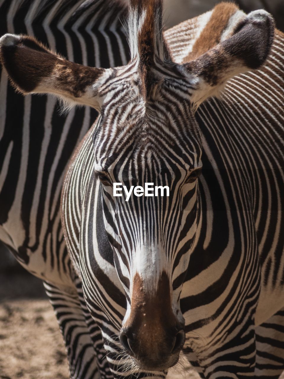 Close-up of two zebras