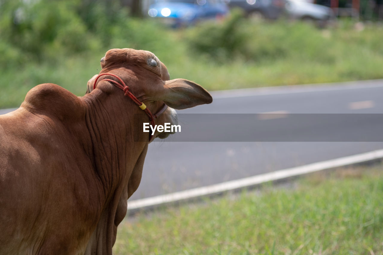 Close-up of cow on road