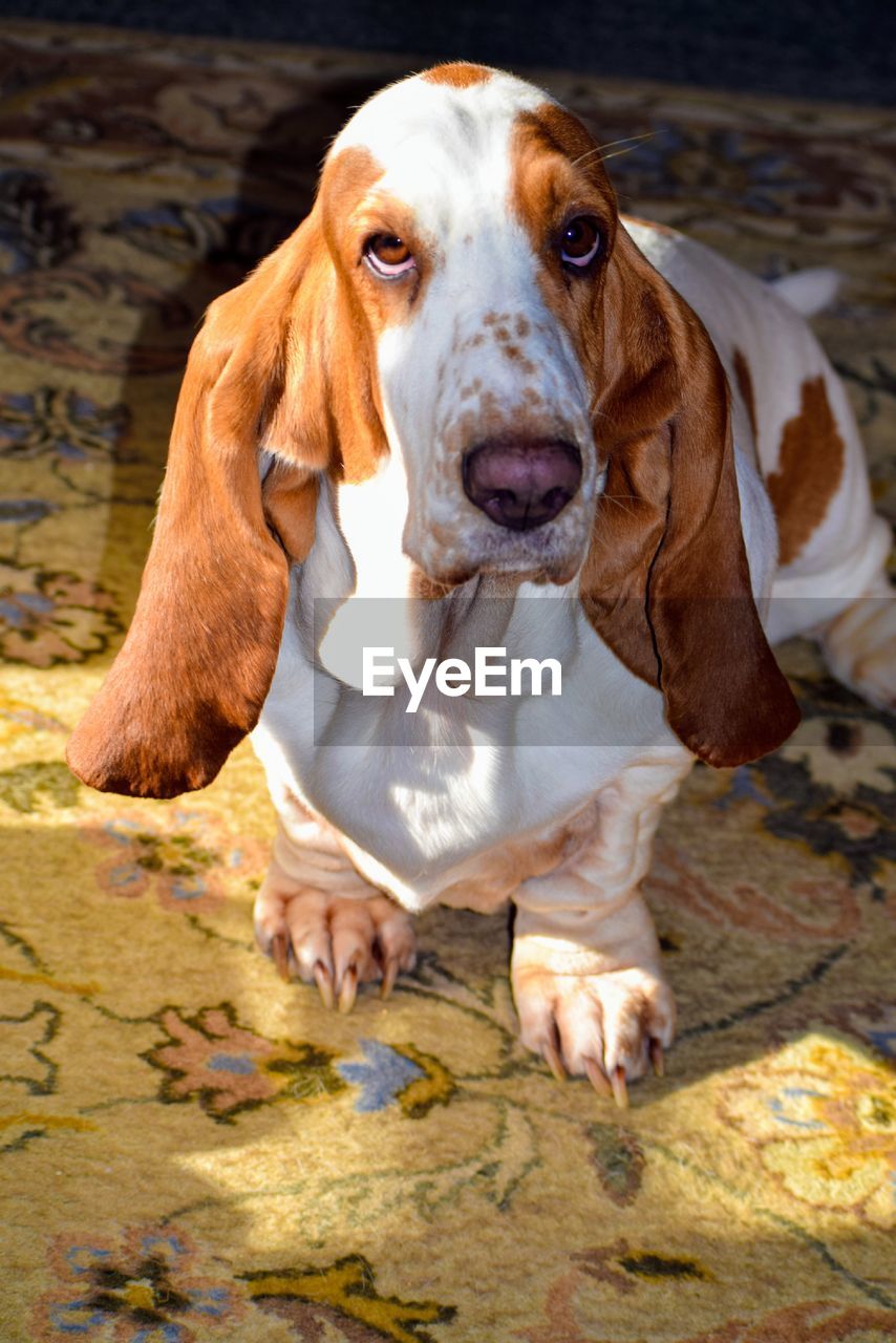 High angle portrait of dog on floor