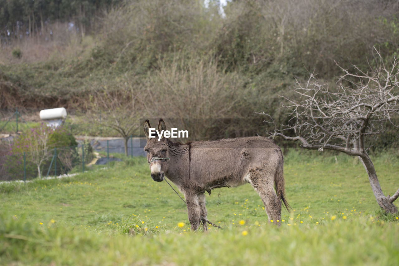 Donkey in a meadow 