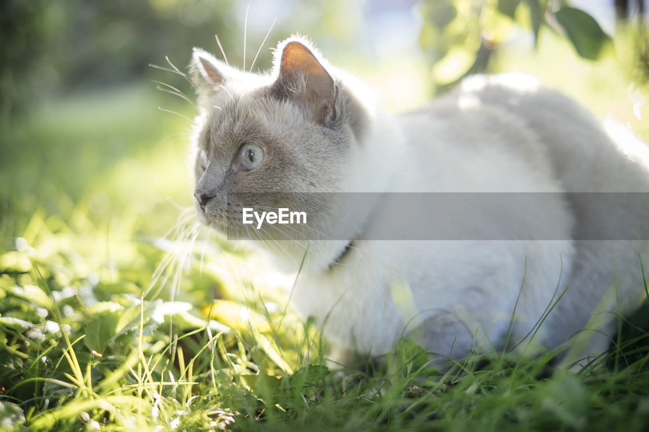 Close-up of cat relaxing on grass