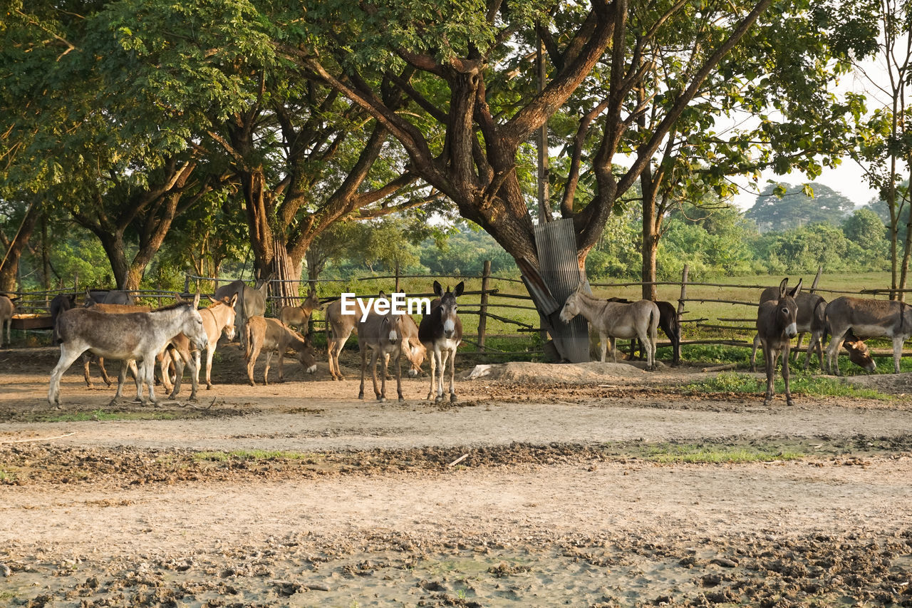 HERD OF A HORSE