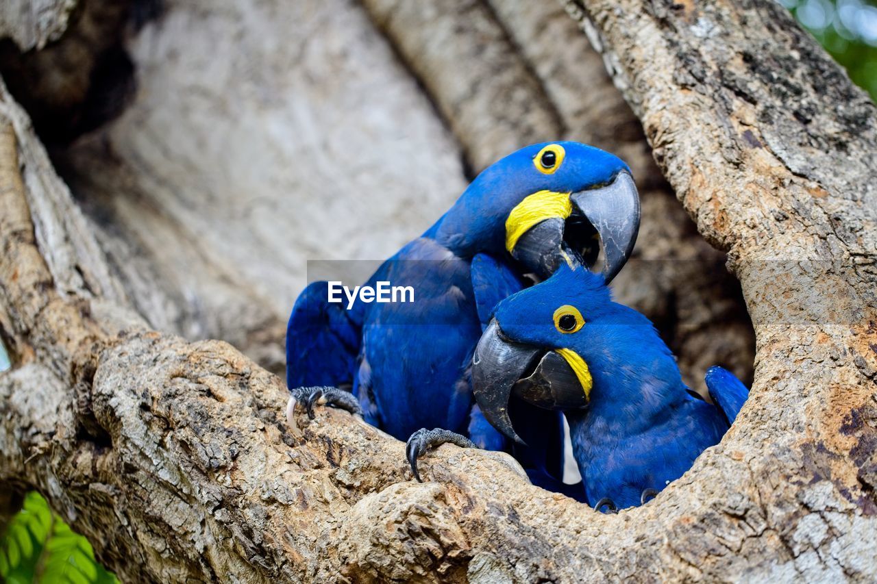 Closeup of two blue hyacinth macaws anodorhynchus hyacinthinus nesting, pantanal, brazil.