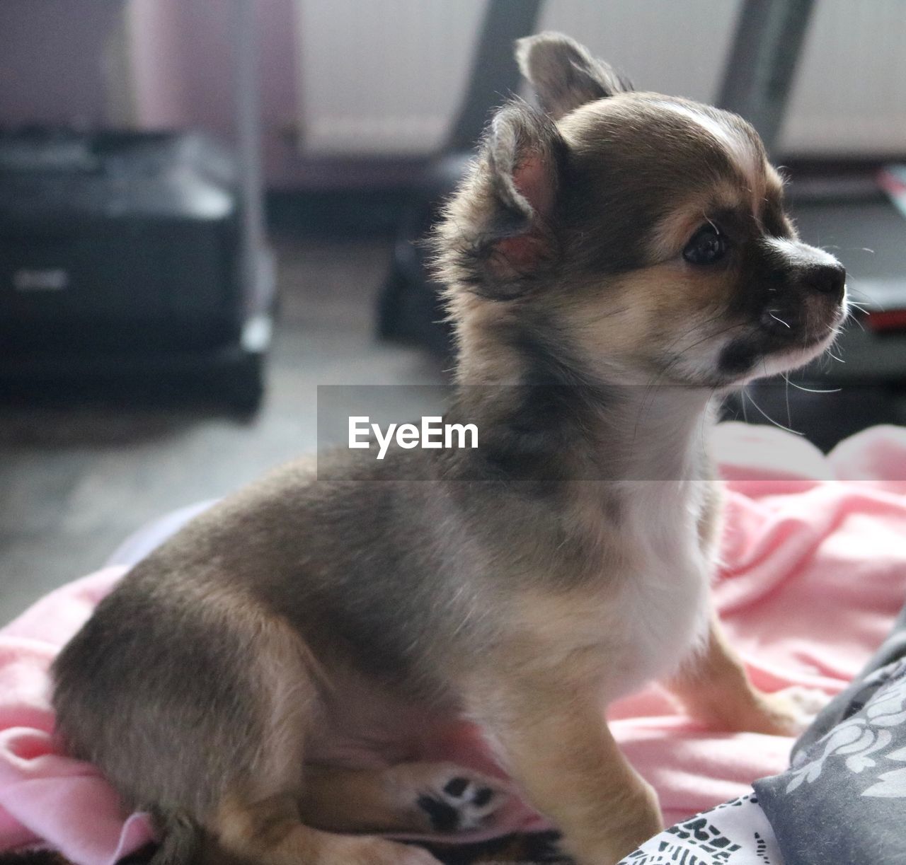 CLOSE-UP OF A DOG LOOKING AWAY WHILE SITTING ON FLOOR