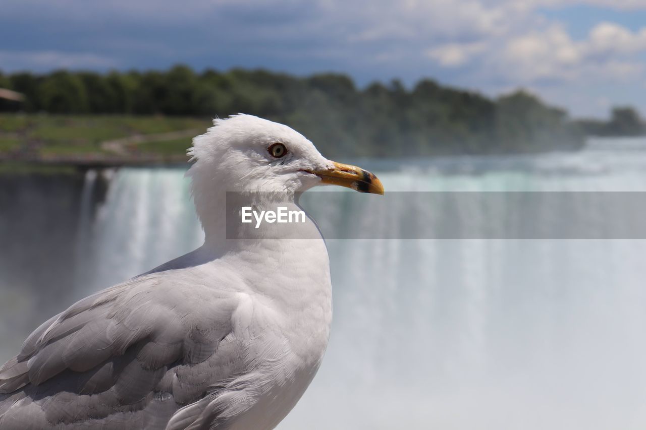 Seagull at the niagara falls canadian side, ontario
