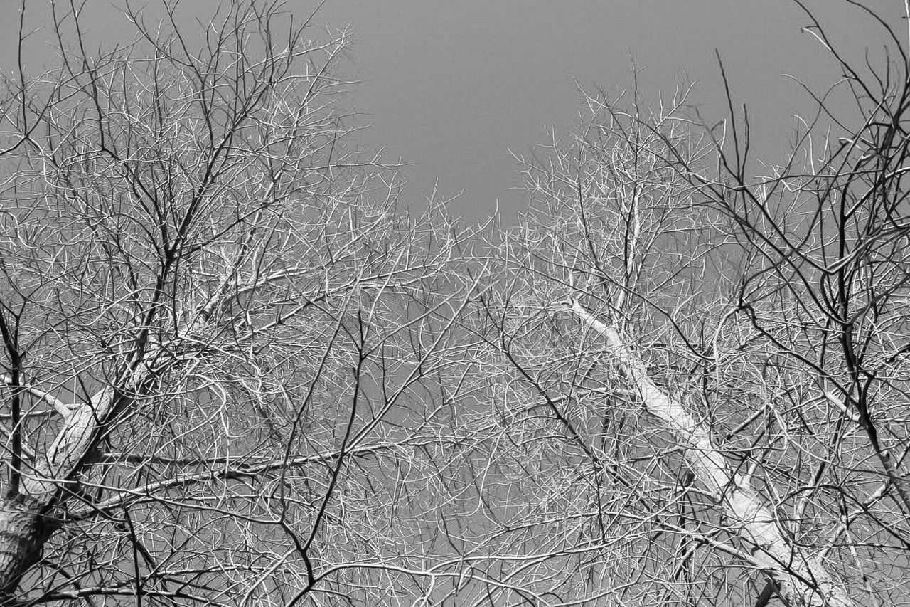 BARE TREES IN THE DARK