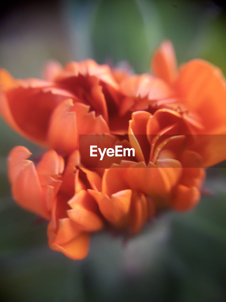 CLOSE-UP OF ORANGE FLOWER ON FIELD