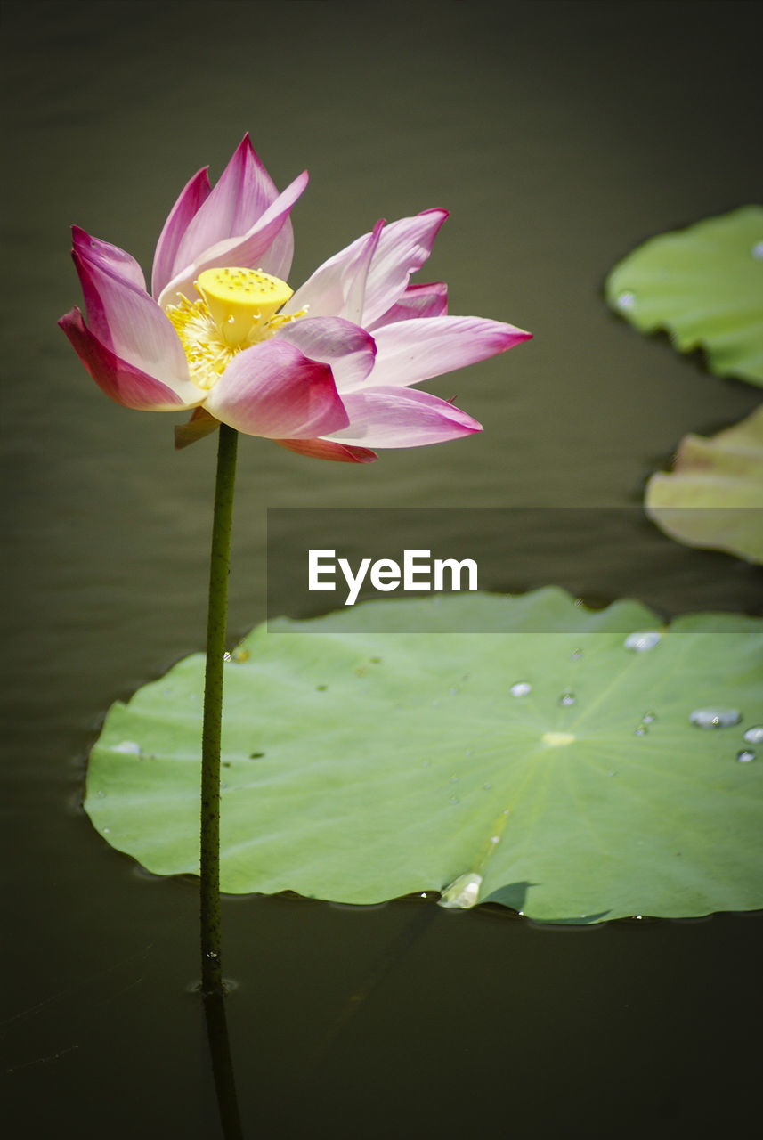 Pink lotus water lily blooming in pond