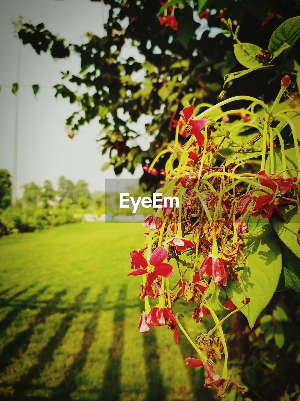 CLOSE-UP OF RED FLOWER TREE