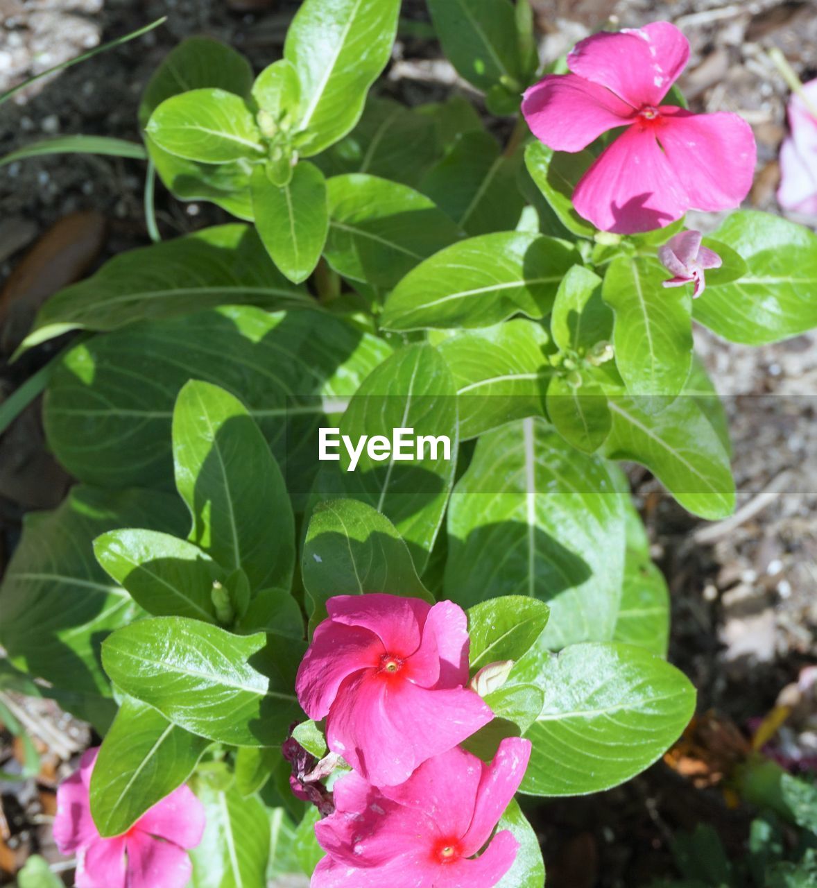 CLOSE-UP OF PINK FLOWERS