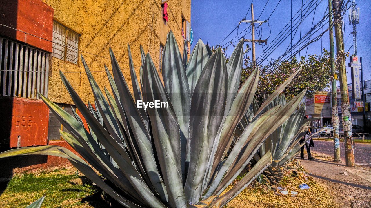 CLOSE-UP OF CACTUS PLANTS