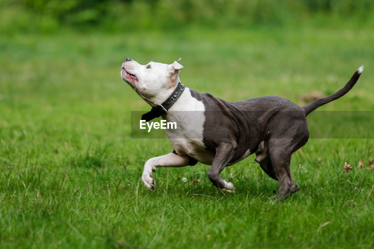 SIDE VIEW OF DOG RUNNING ON FIELD