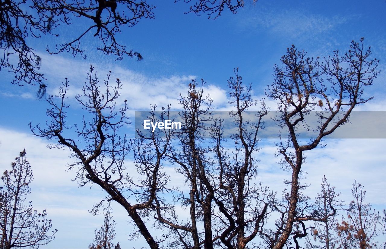 LOW ANGLE VIEW OF BARE TREES AGAINST SKY