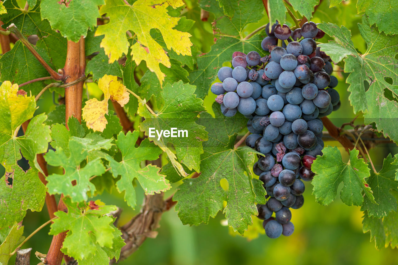 Beautiful bunch of black nebbiolo grapes with green leaves in the vineyards of barolo, langhe, italy