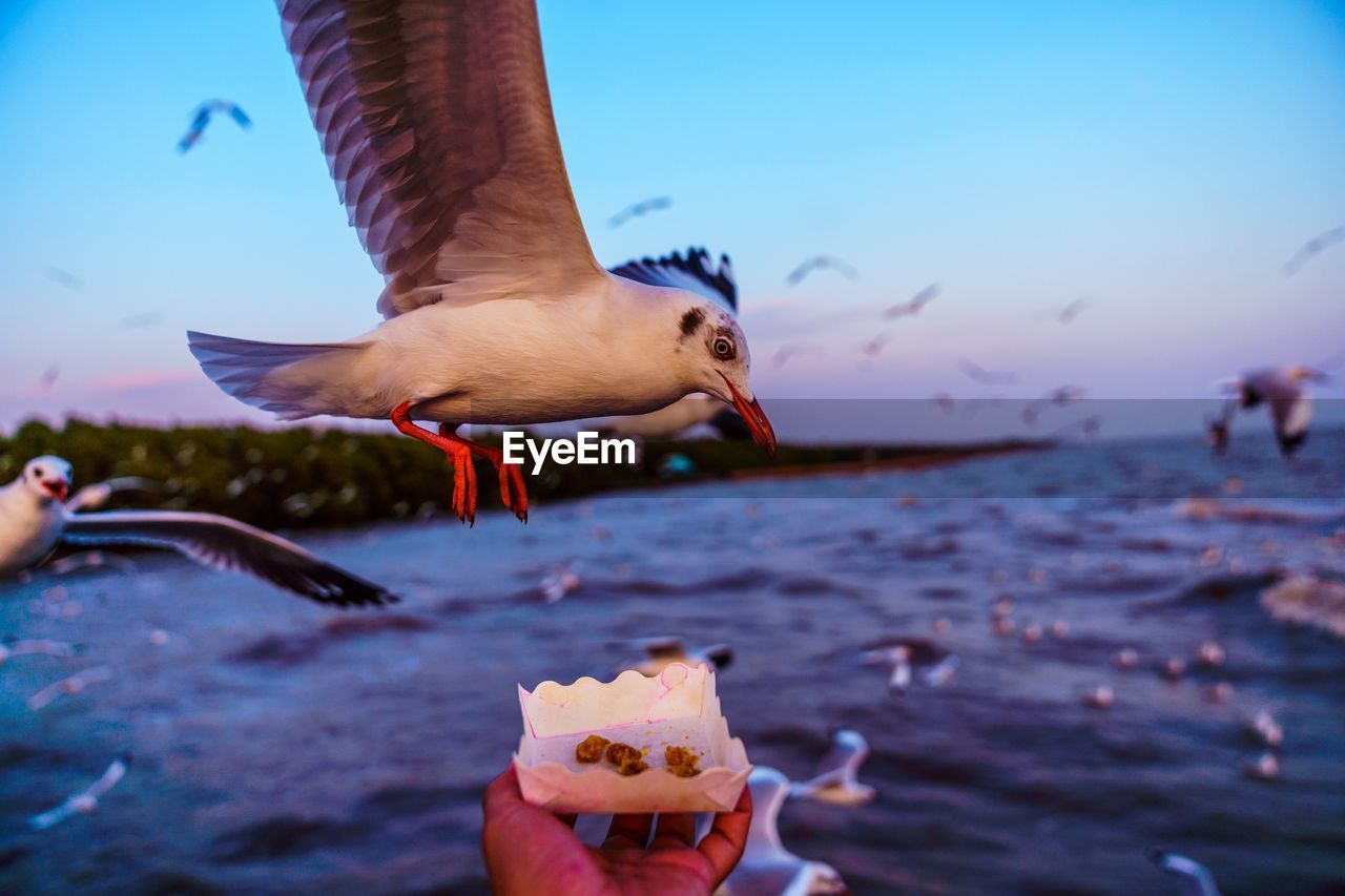 View of seagull feeding