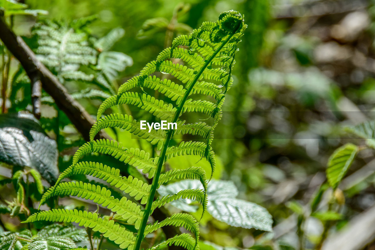 Close-up of fern leaves