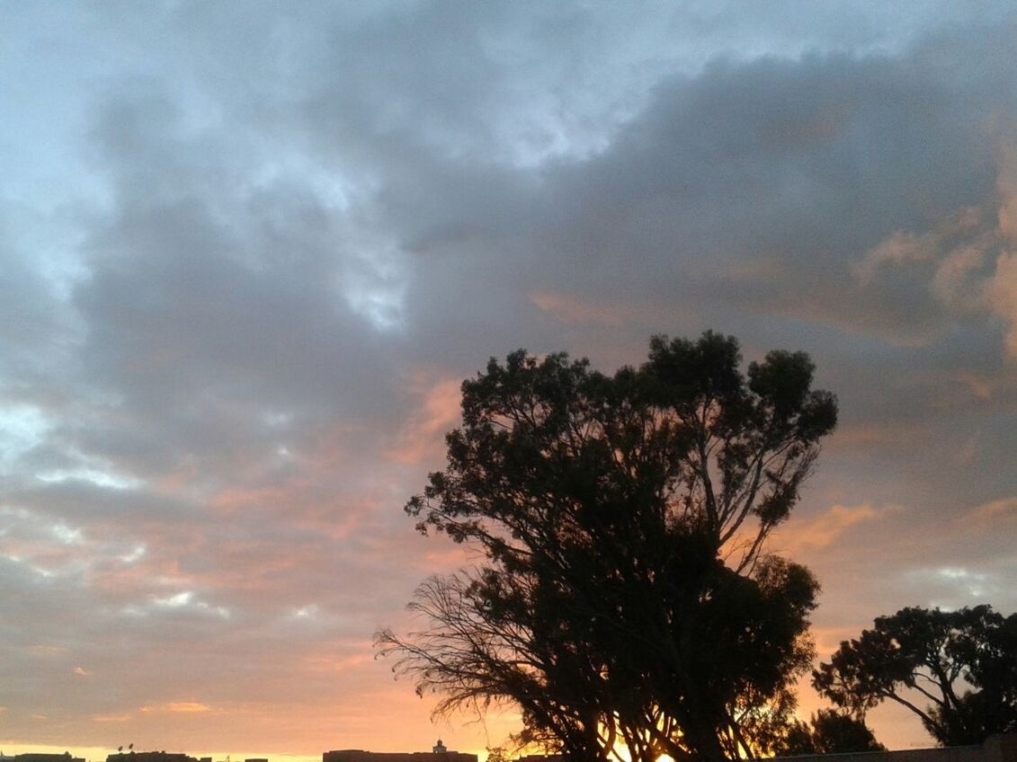 SILHOUETTE OF TREES AGAINST CLOUDY SKY