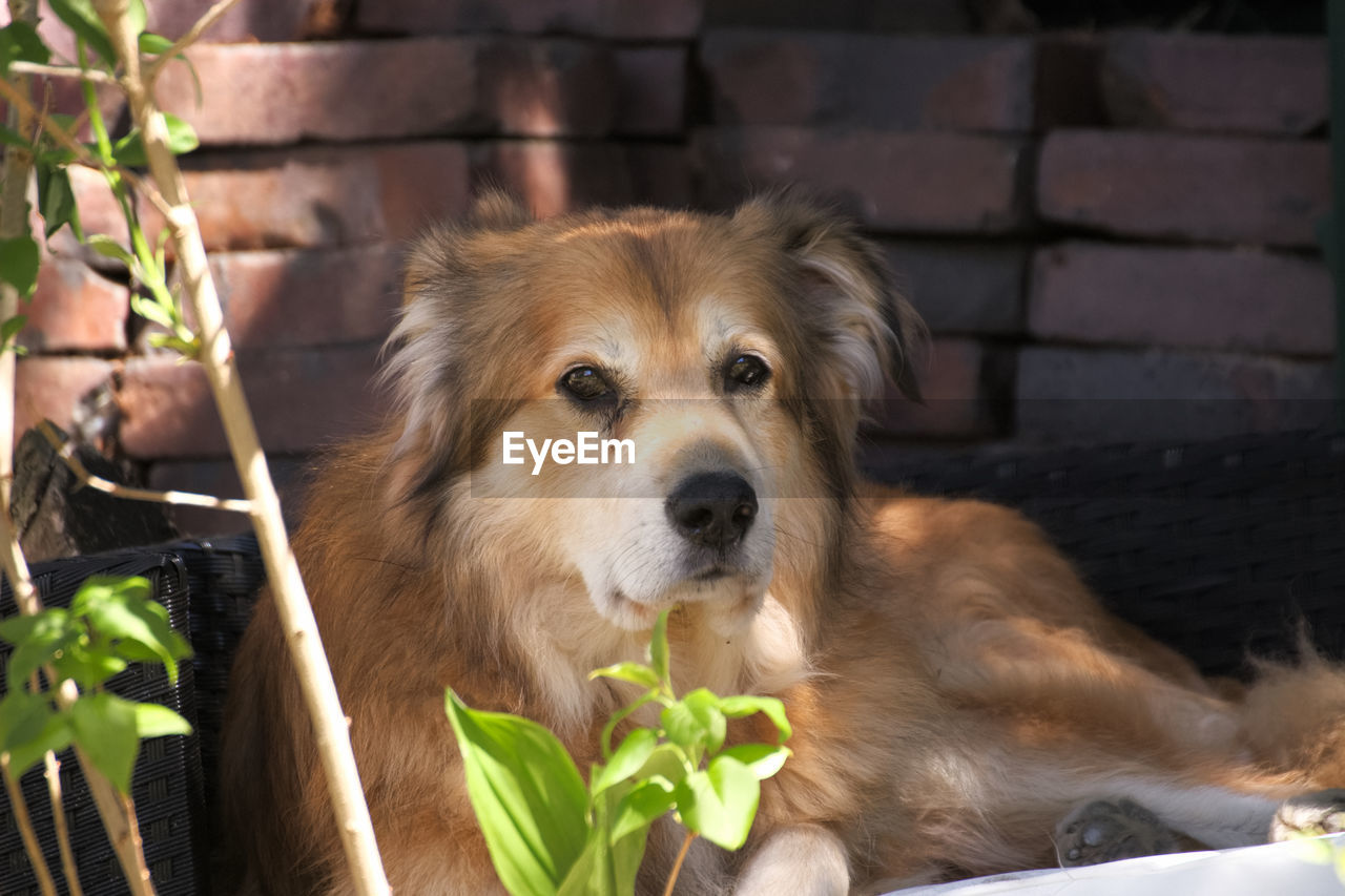 CLOSE-UP PORTRAIT OF DOG RELAXING ON PLANT