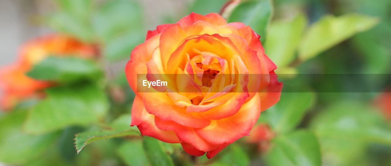 Close-up of orange rose