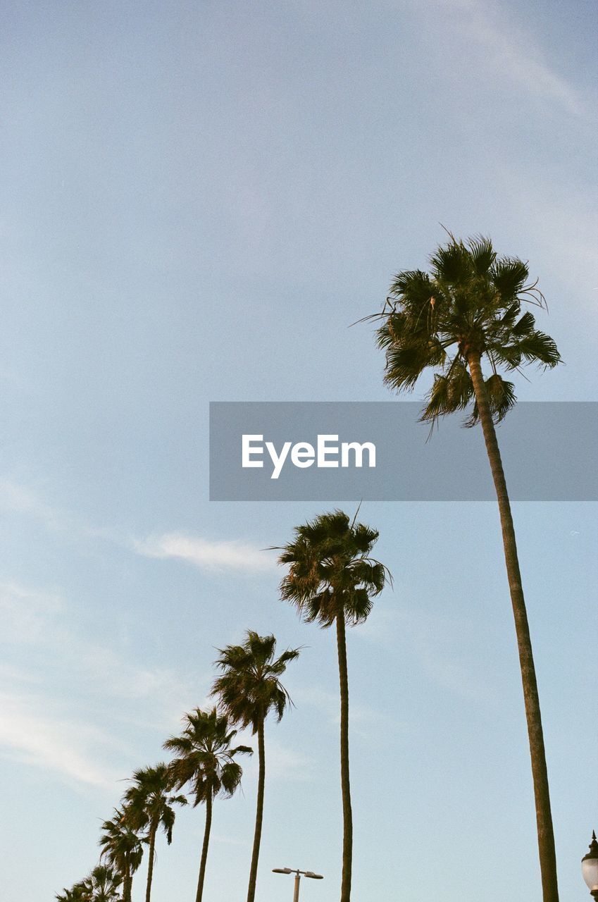 Low angle view of coconut palm trees against sky