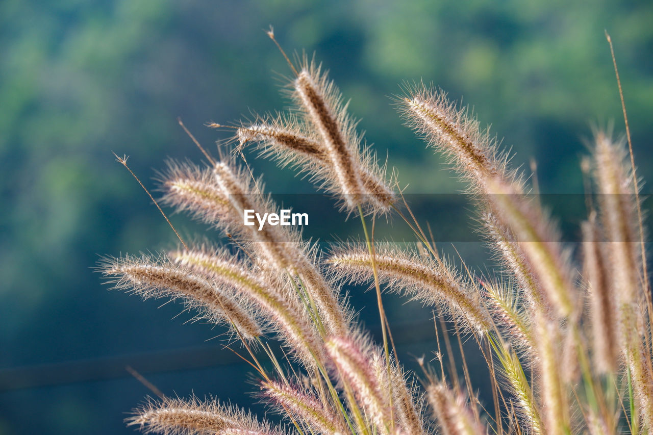 Close-up of grass on field