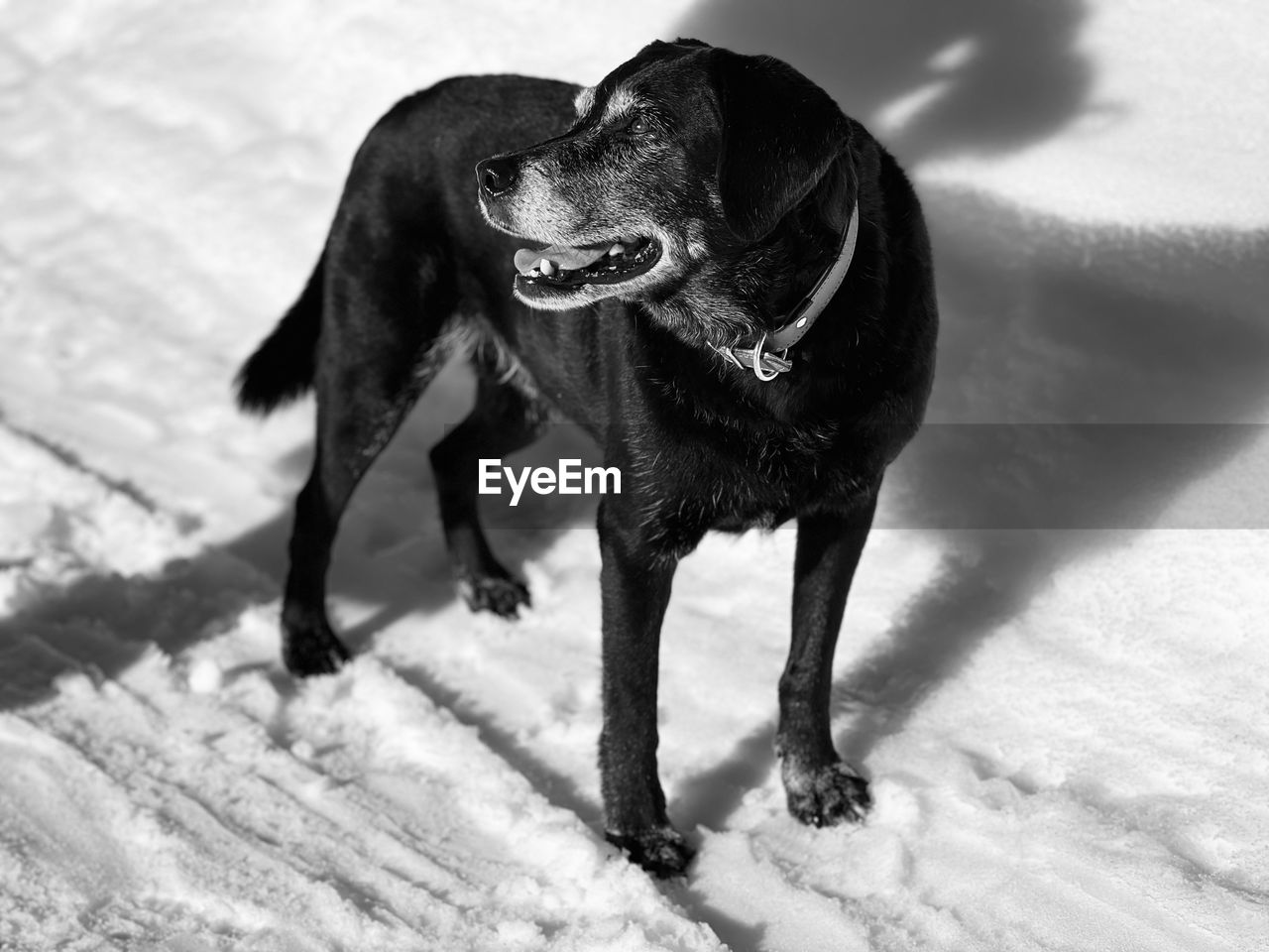 Dogs on snow covered field